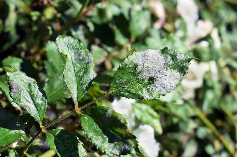 The Most Common Treatment Mistakes Tennessee Gardeners Make