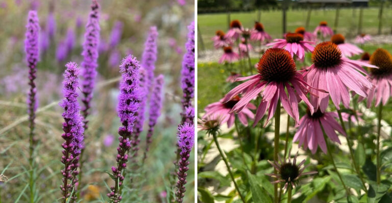 The Most Low-Maintenance Georgia Native Perennials For Full Sun In Summer