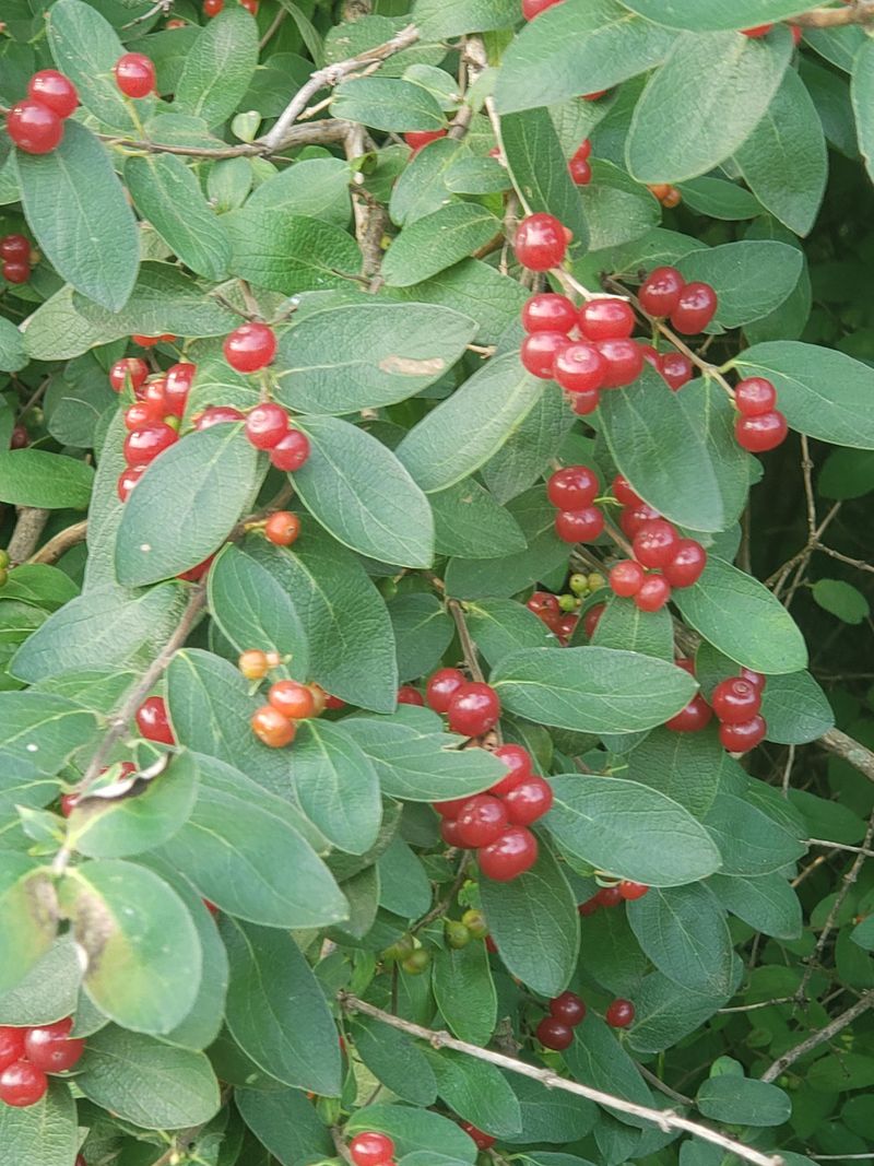 The Most Popular Michigan Plants Are Also The Ones Bringing Deer Back