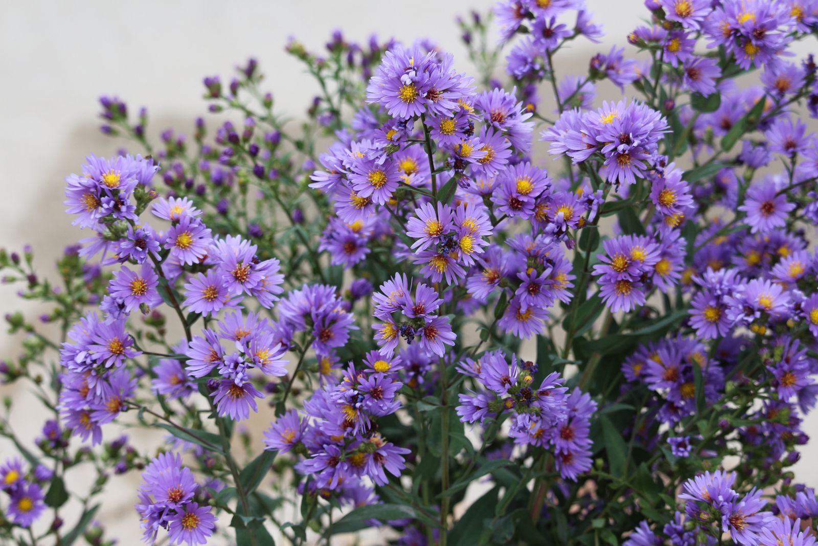 smooth aster