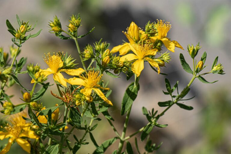 St. John's Wort plant
