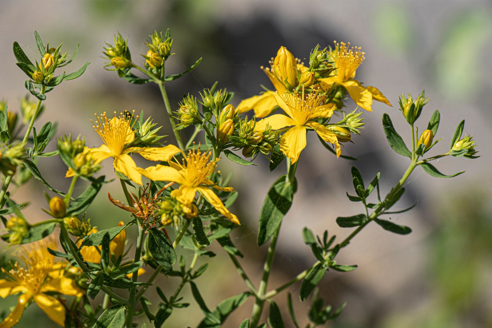 St. John's Wort plant