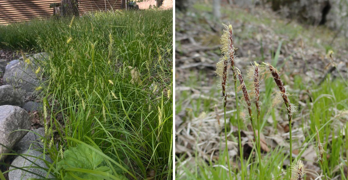 pennsylvania sedge