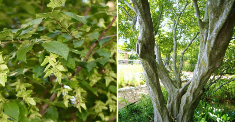 american hornbeam