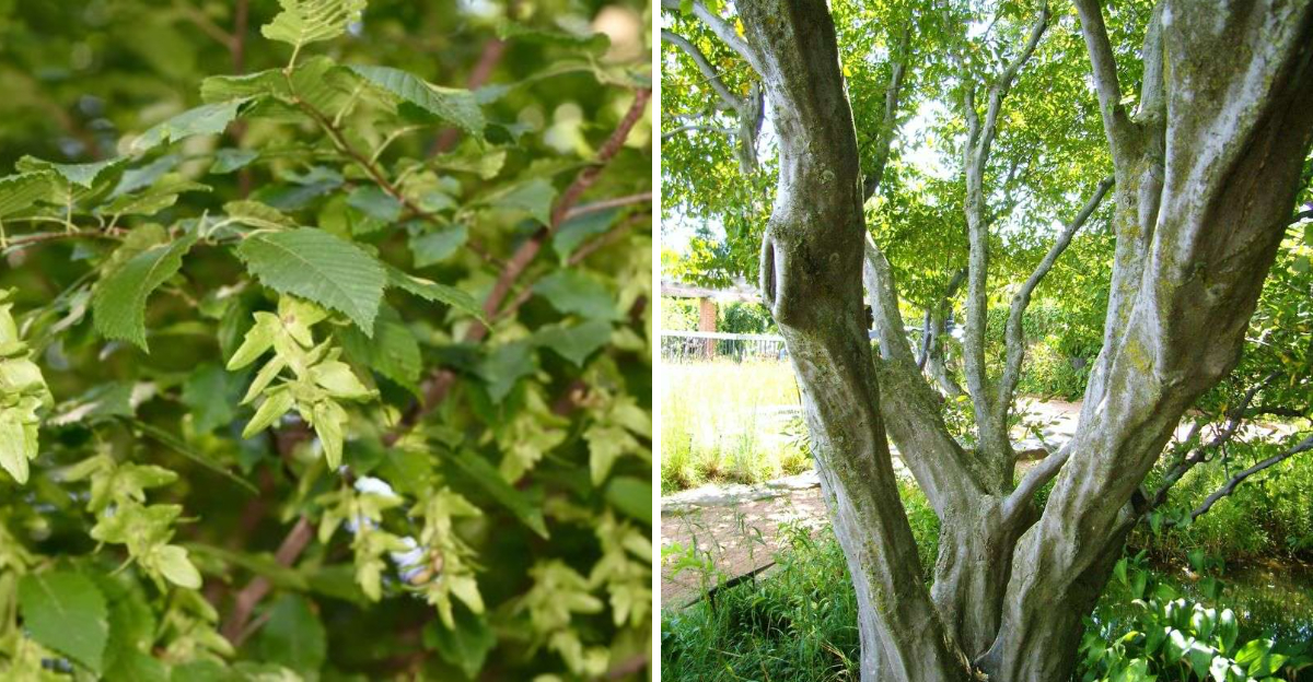 american hornbeam
