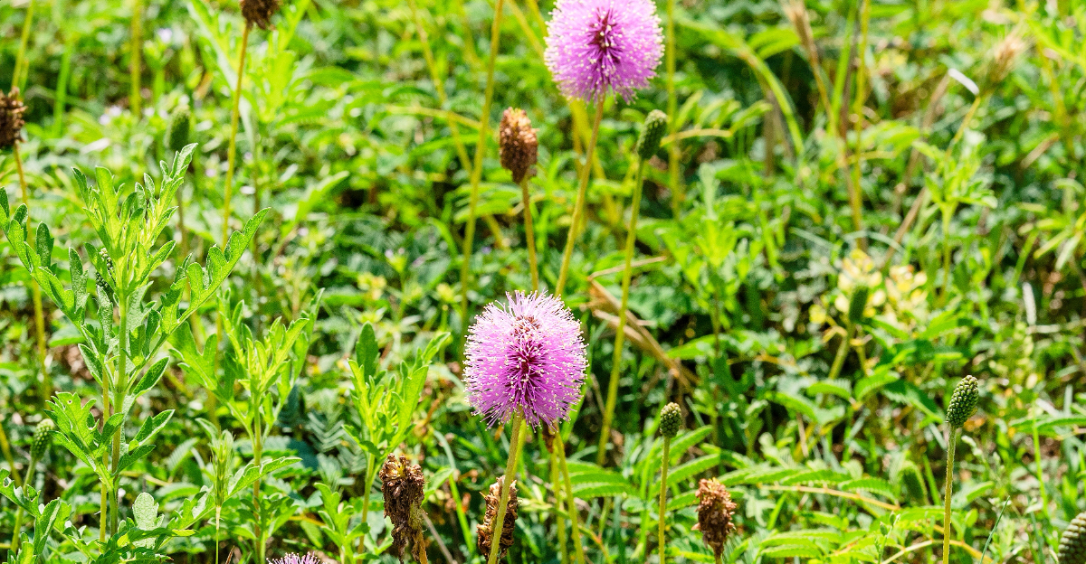 sunshine mimosa