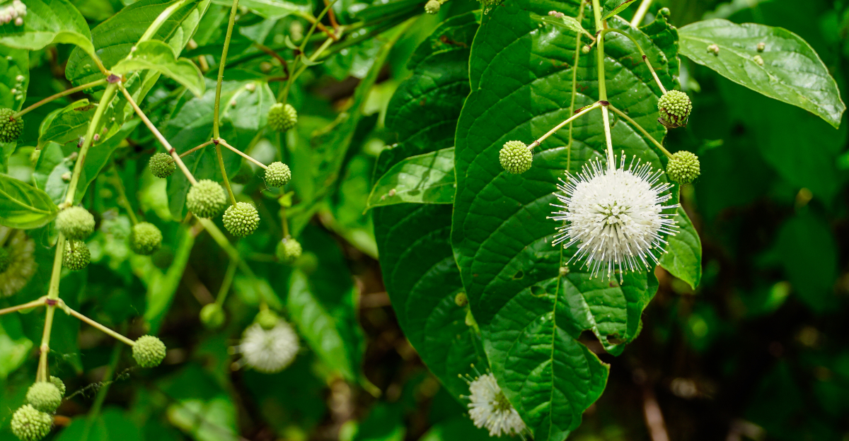 buttonbush