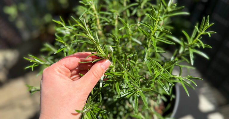 rosemary