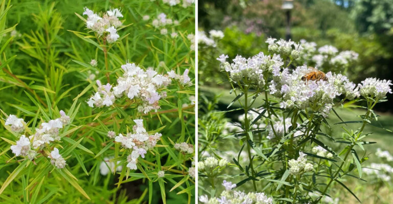 The Most Underrated Georgia Native That Helps Keep Ticks Out Of Backyard Gardens