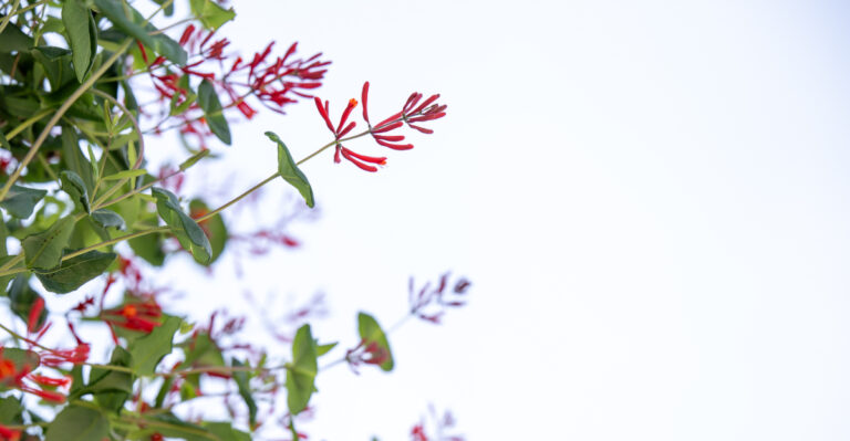plant (featured image)