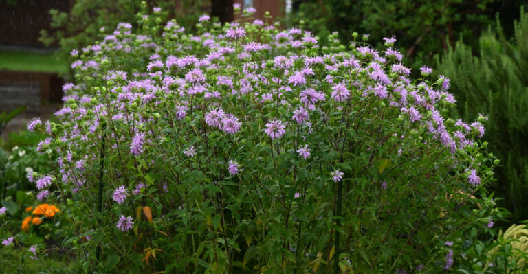 wild bergamot