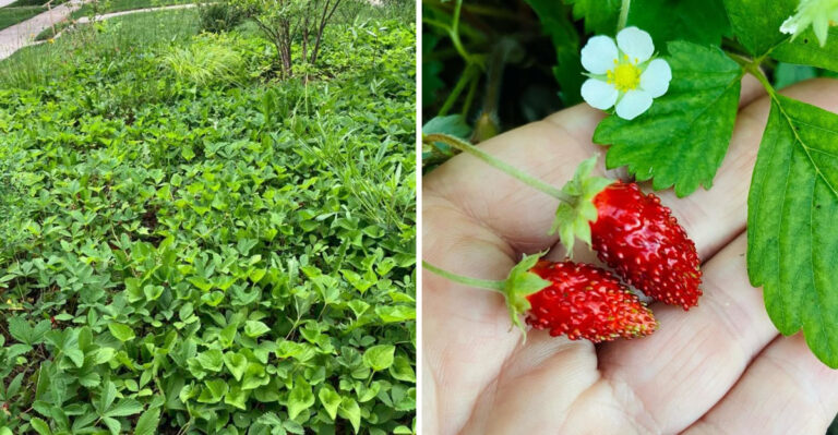 The Most Underrated Michigan Edible Native That Helps Make Garden Edges Less Tick-Friendly