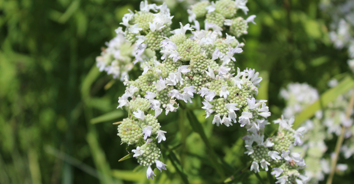 mountain mint