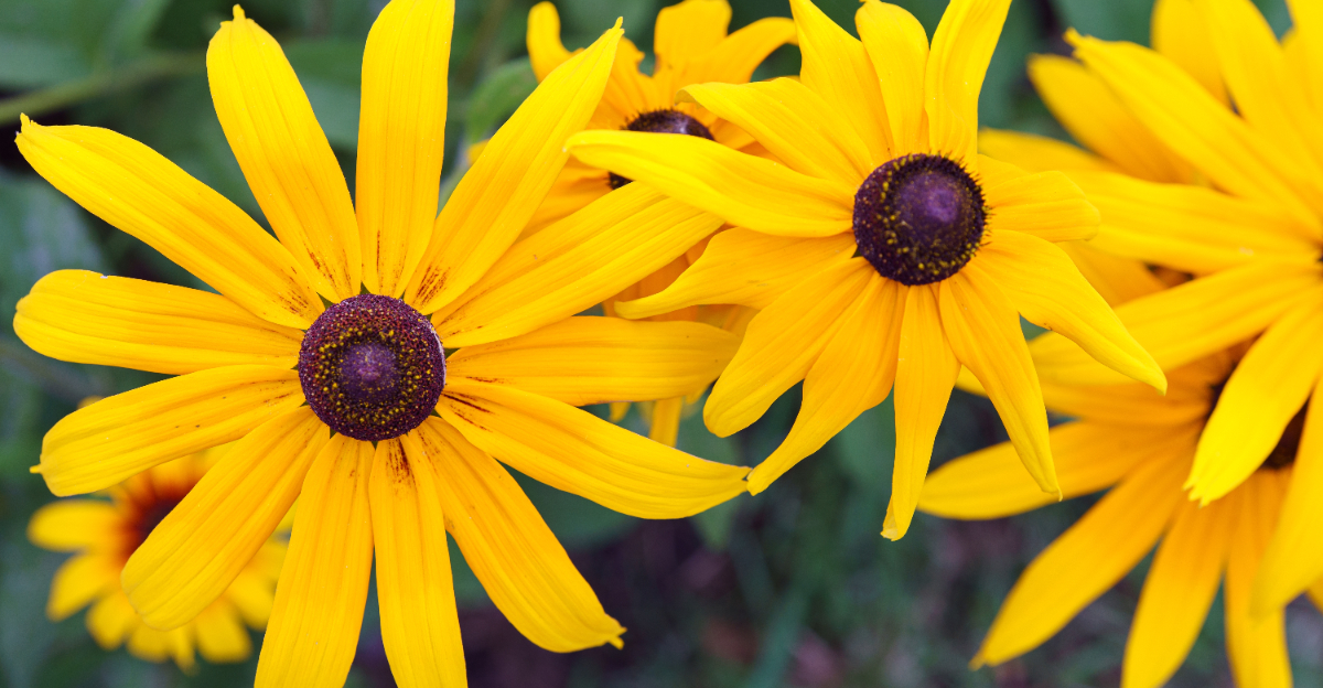 rudbeckia fulgida