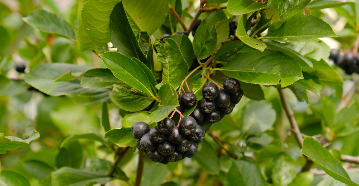 black chokeberry