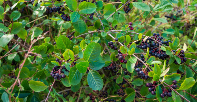 aronia shrub