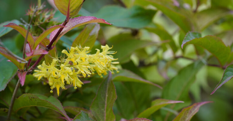 diervilla lonicera