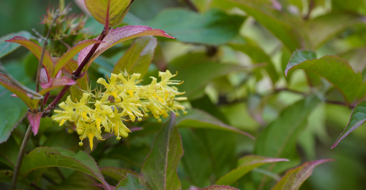 diervilla lonicera
