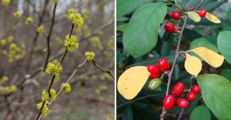 The Most Underrated Michigan Native That Helps Reduce Tick Habitat Along Yard Edges