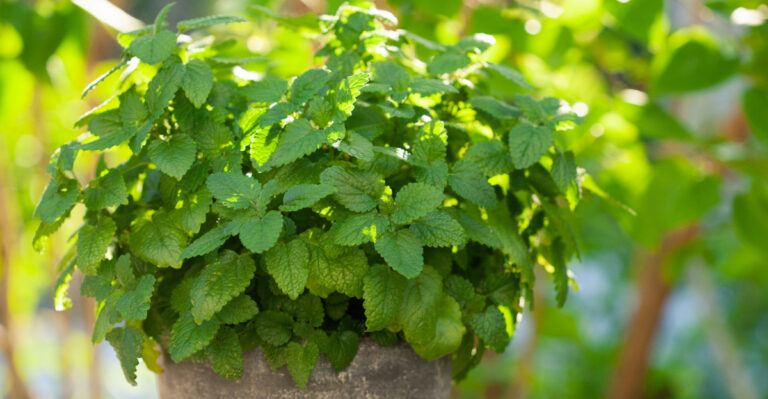 lemon balm