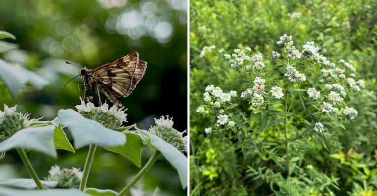 The Most Underrated Michigan Perennial That Repels Deer, Ticks, And Rabbits Naturally