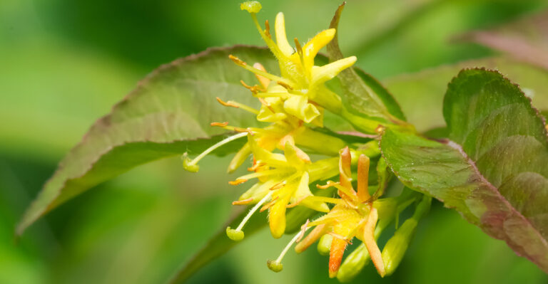 diervilla lonicera