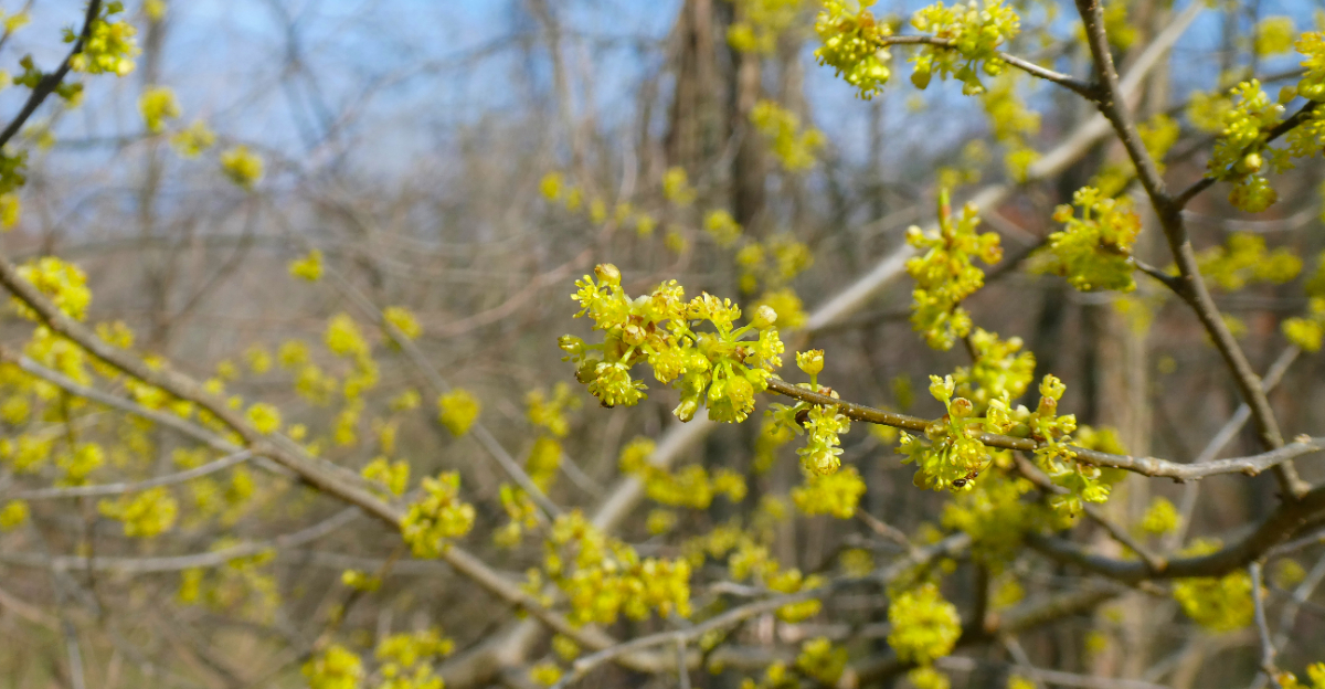 spicebush