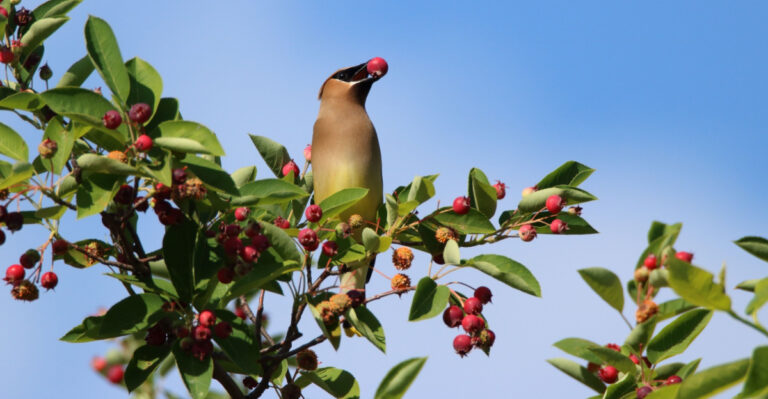 The Most Underrated Native Michigan Tree That Feeds Wildlife And Asks For Nothing In Return