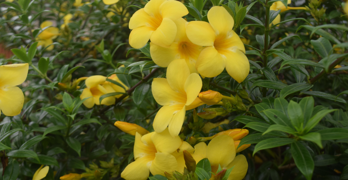 carolina jessamine