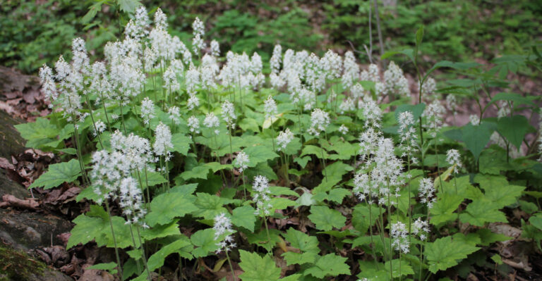 foamflower