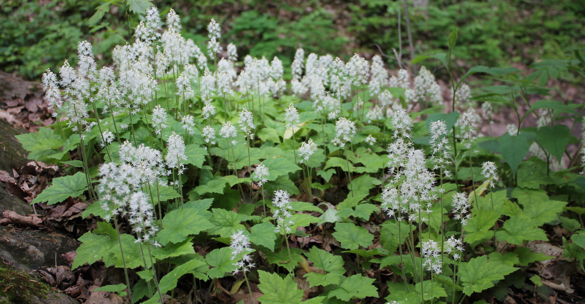foamflower