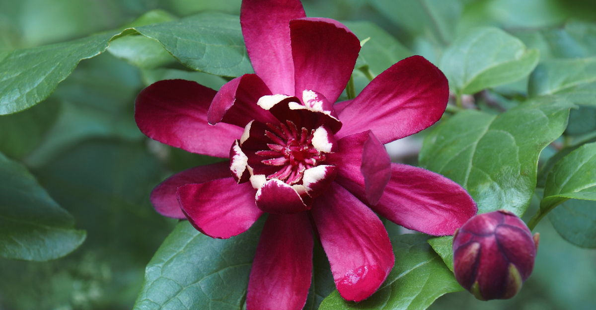 sweetshrub