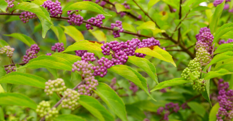 american beautyberry