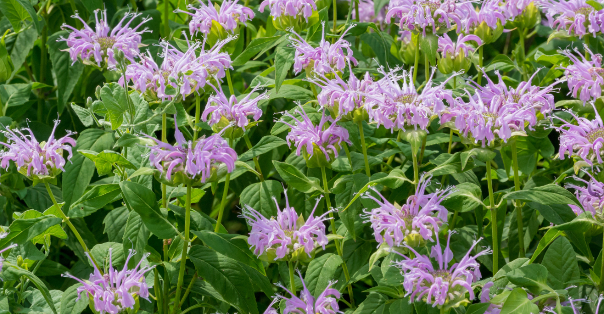 wild bergamot