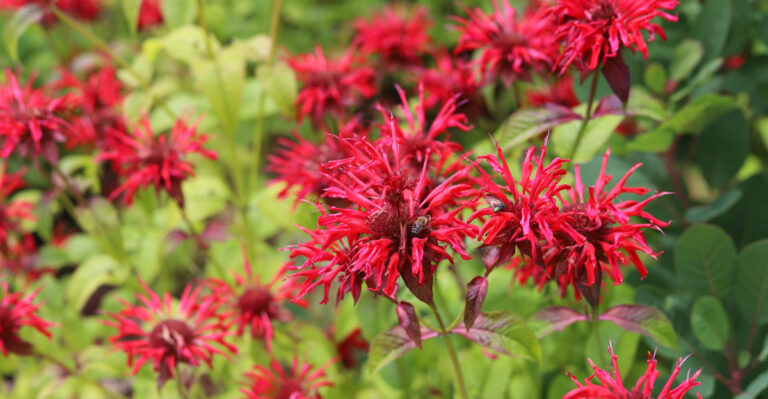 scarlet bee balm