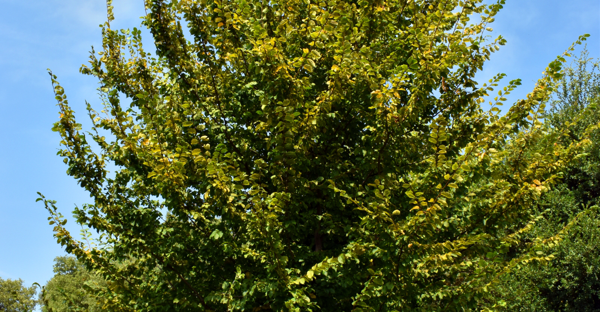 Carpinus caroliniana