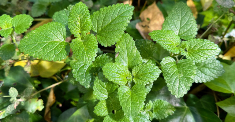 lemon balm