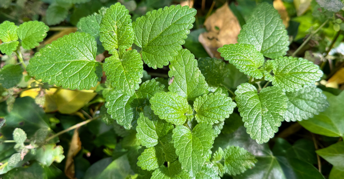 lemon balm