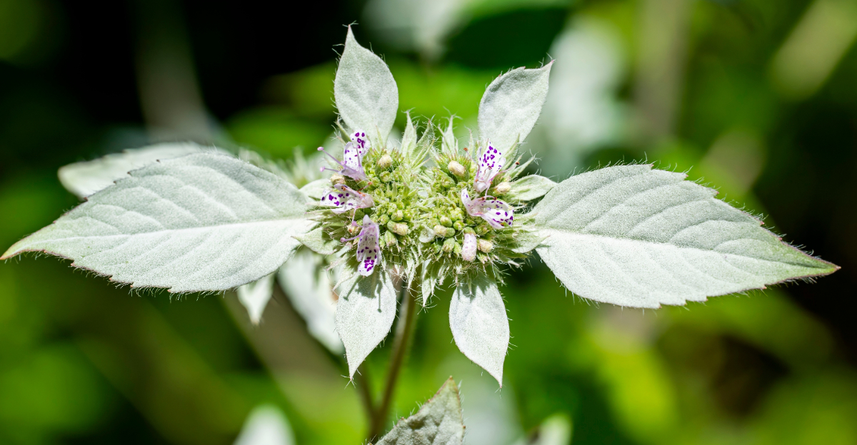mountain mint