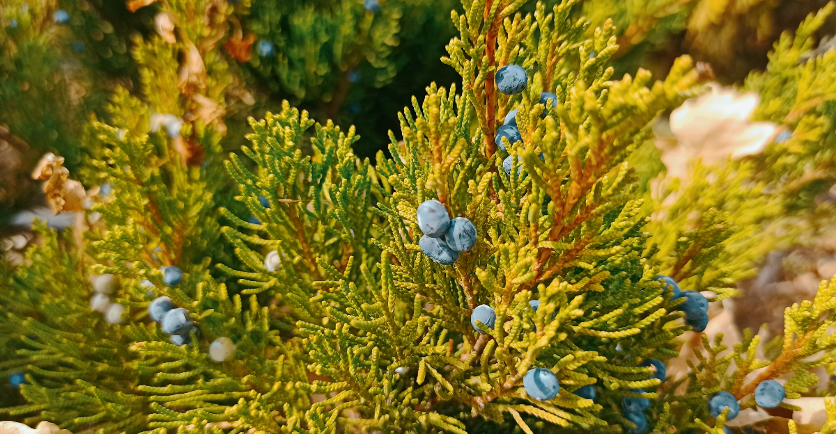 eastern red cedar