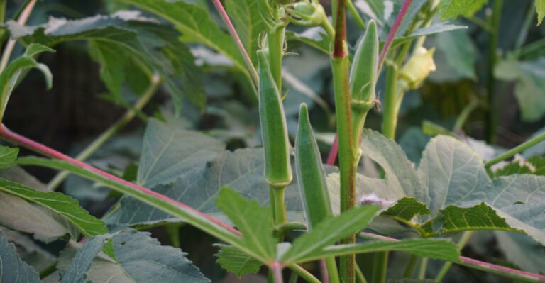 The Most Underrated Ohio Vegetable That Produces In July When Everything Else Slows Down