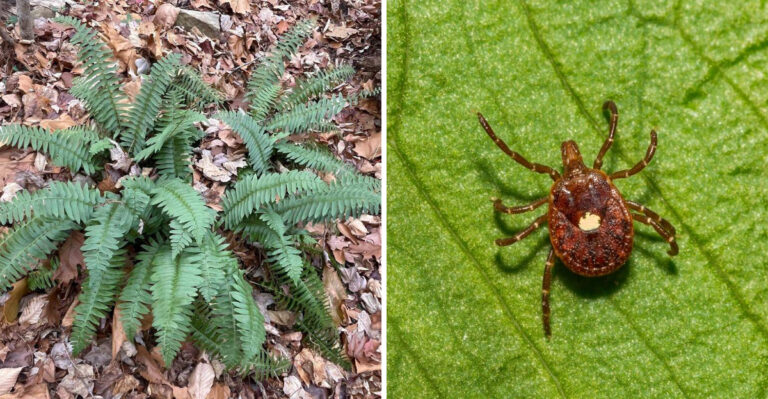 christmas fern and tick