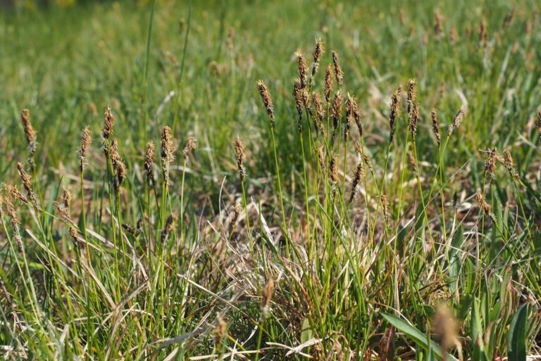 pennsylvania sedge
