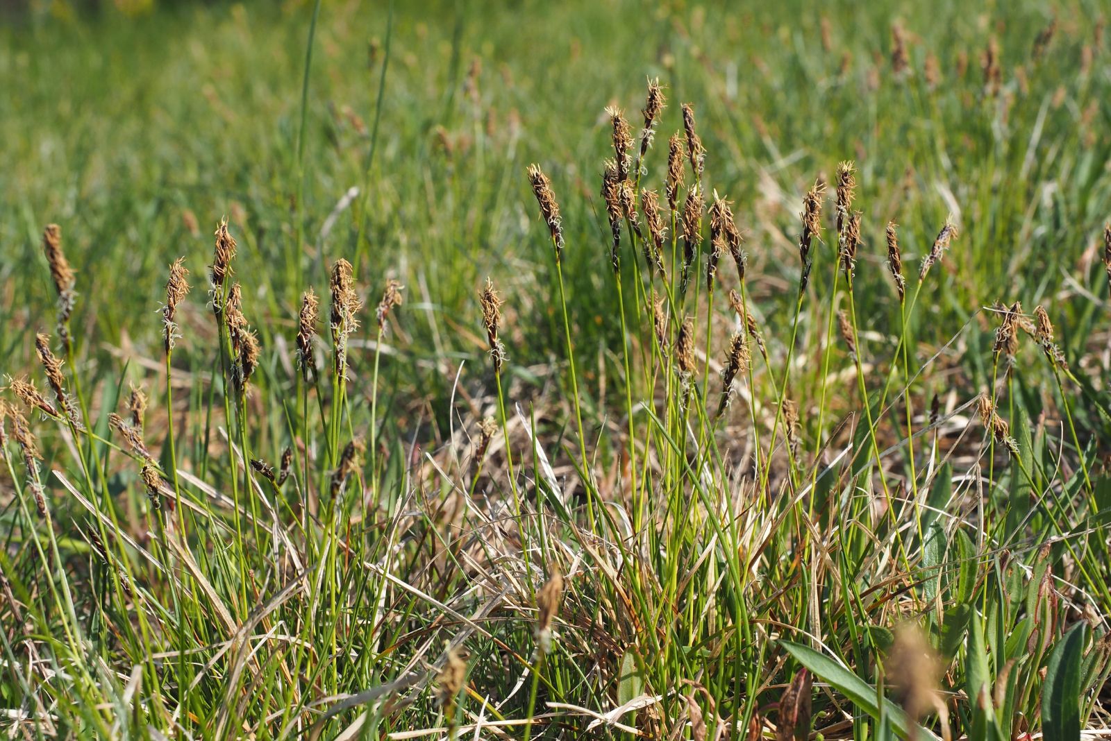 pennsylvania sedge