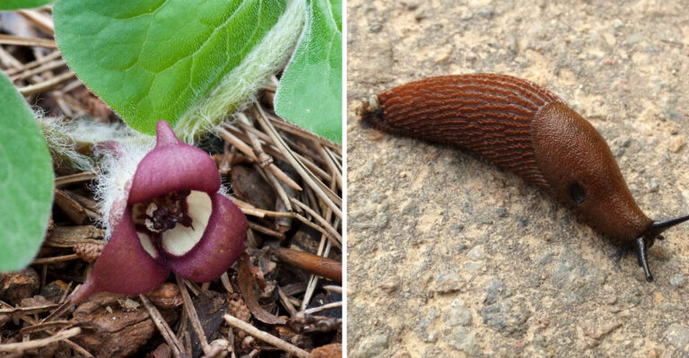 wild ginger and slug