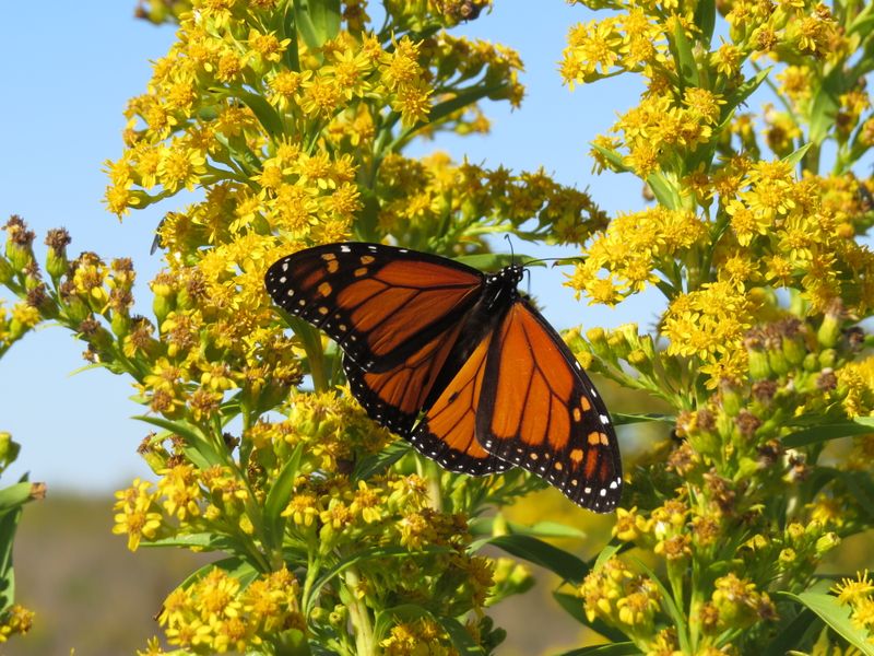 The Most Underrated Pennsylvania Native Perennial That Supports Monarch Butterflies During Migration