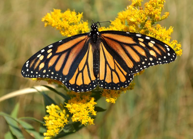 The Most Underrated Pennsylvania Native Perennial That Supports Monarch Butterflies During Migration