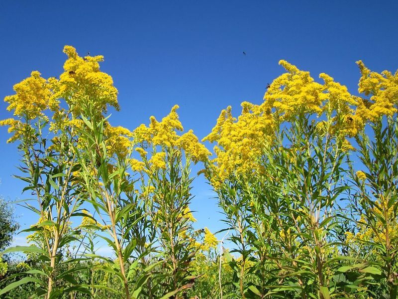 The Most Underrated Pennsylvania Native Perennial That Supports Monarch Butterflies During Migration