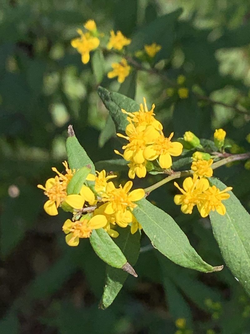 The Most Underrated Pennsylvania Native Perennial That Supports Monarch Butterflies During Migration