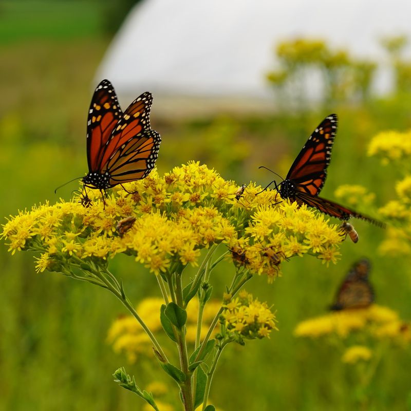 The Most Underrated Pennsylvania Native Perennial That Supports Monarch Butterflies During Migration